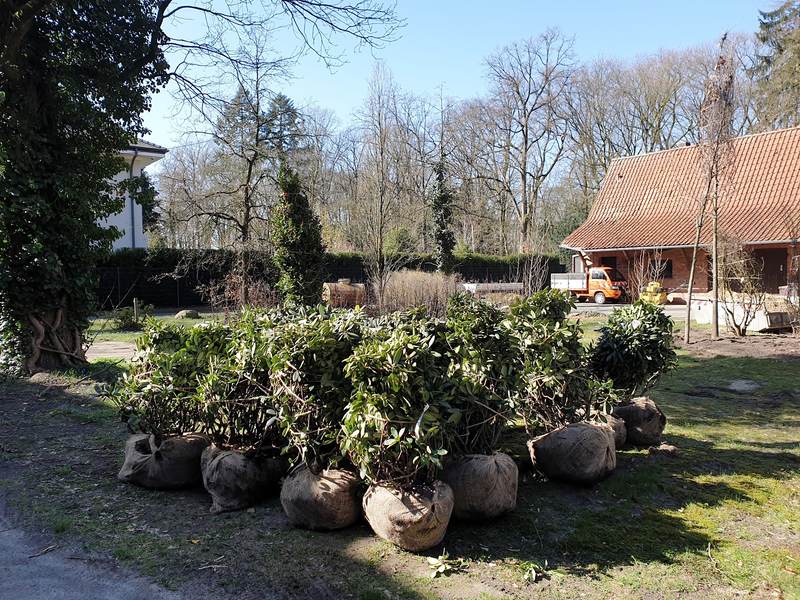 Neue Bäume Für Den Stadtpark Und Den Botanischen Garten Fachbereich Grünflächen Nimmt 